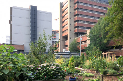 Das Foto zeigt eine Dachterrasse mit Urban Gardening
