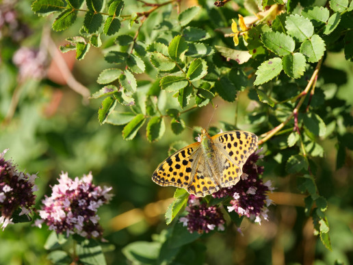 Foto: © Naturgarten e.V.