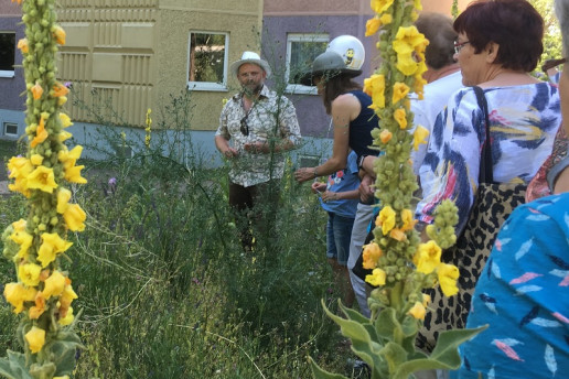 Im Naturgarten lässt sich eine Vielzahl von Insekten beheimaten und entdecken. Foto: © WILA Bonn